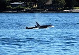 Whale Watching In Australia — Australian Tourism Guide