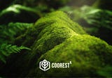 How to compensate your CO2 emissions with Coorest