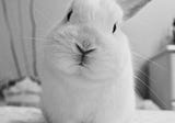 I Am A Rabbit