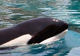 Kiska, Canada’s Last Captive Orca Has Died