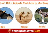 Dessert Animals — List of 100+ Animals That Live in the Desert — Your Info Master