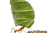 Ants may teach us sustainable mining