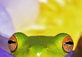 Chinese idiom: The frog in the bottom of the well