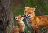 The Fox Poem