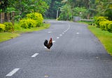 Why the Chicken Cross the Road?