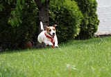 Are Ball Launchers Good for Dogs?