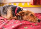 Simple Ways To Remove Dog Hair From Blankets