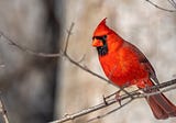 I Saw A Cardinal