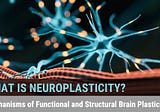 What is Neuroplasticity?-Mechanisms of Functional and Structural Brain Plasticity