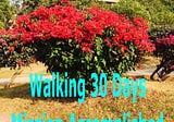 Walking/Running 30 Days — Day 22–30–8000 Steps