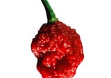 The World’s Hottest Pepper: Carolina Reaper