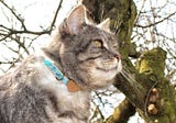 The benefits of adopting an older cat: debunking common myths