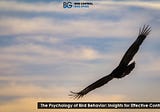 The Psychology of Bird Behavior: Insights for Effective Control