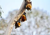 Stop scapegoating bats for virus “spillover”