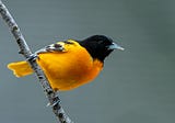 Audubon Society Accepts Changes to Bird Names but not Society Name