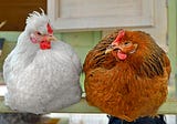 3D Vision Chicken Scale Cameras are the Future of Flock Weight Monitoring