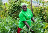 From Seeds to Self-Sufficiency: SunCulture’s Solar-Powered Revolution for Women in Agriculture