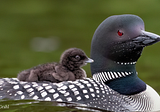 From the Field: Loon Chicks on the Water