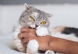 Cat biting: Aggression or Affection? 3 Facts