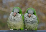 Like People, European Parrots Do Have Their Own Regional Dialects