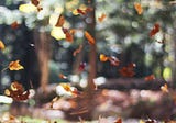 All the Micro-Seasons of Autumn