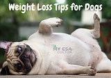 Here Are the Best Tips That Will Help Your Dog Lose Weight