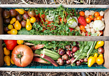 Cultivating a Bountiful Mid-Summer Garden