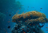 Scientists Develop User Guide to Help Protect Caribbean Reefs