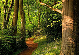 Wayford Woods, Somerset, England