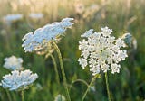 Recovery Story #36, Queen Anne’s Lace on Old Cape Cod