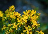 St. John’s Wort For Depression, Pain & So Much More