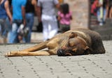 Free roaming dogs: A canine utopia or a desperate life?