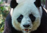 Are Pandas Dangerous? Unveiling the Truth