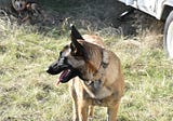 Have You Ever Heard Of A Belgium Malinois?