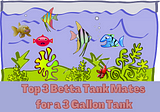 The Top 3 Best Betta Tank Mates for a 3 Gallon Tank!
