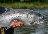 One Little Thing You Should Probably Know About Salmon Farming