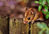 У мишей є загадковий ген, який дозволяє їм виживати при вірусних інфекціях