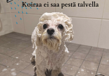 MYYTTI: Koiraa ei saa pestä talvella