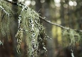 Bite-size Biomimicry: Lichen