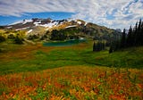 How Salmon Feed Wildflowers And Transform Entire Landscapes