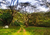 Exploring the Enchanting Charms of Nairobi, A Haven of Natural Beauty and Organic Delights