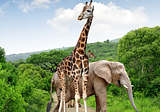 What a Giraffe and an Elephant Teach About Diversity, Equity, and Inclusion