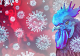 Avian Influenza Virus Presents ‘Apocalyptic’ Threat To Wildlife Around The World