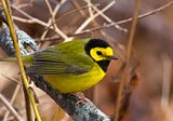 Migratory Songbirds’ Balancing Act Between Foraging And Longevity