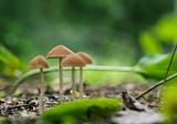 How to Grow Magic Mushrooms