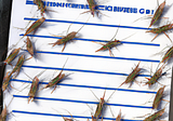 CVs and Crickets: My Encounter with a Forgetful Recruiter