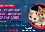 What are the basic principles of cat (Kitty) care?