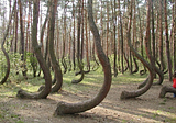 The Crooked Forest, Poland