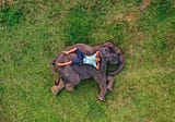 Oscar Winner, Elephant Whisperers (On Netflix) is Exquisite