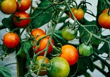 What Tomatoes and Turnips Tell us About ‘Sovereignty’